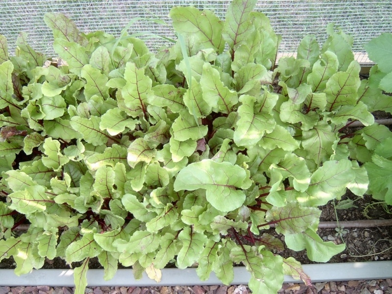 Beets
