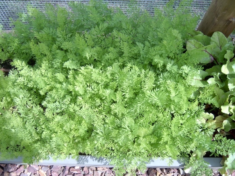 Carrots