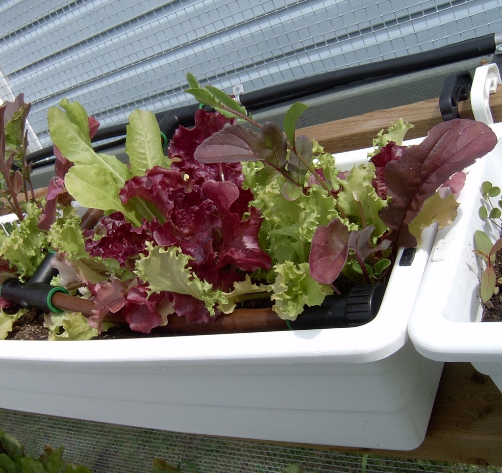 Lettuce