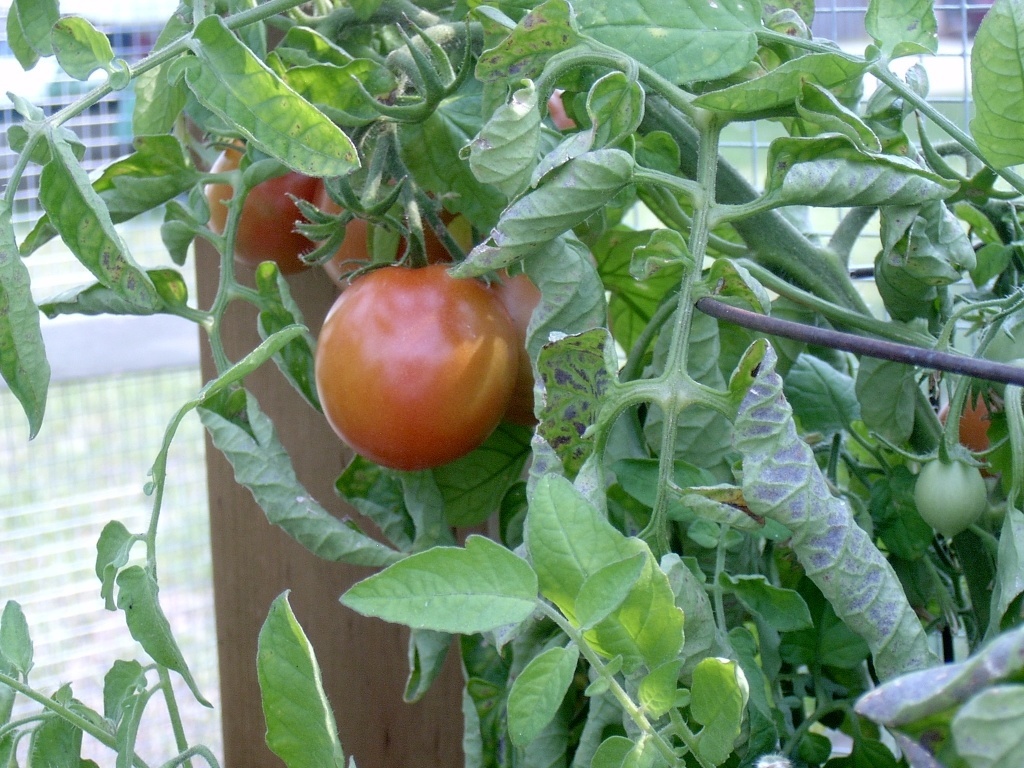Tomatos